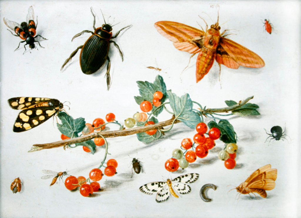 Detail of A sprig of redcurrants with an elephant hawk moth, a magpie moth and other insects, 1657 by Jan van the Elder Kessel