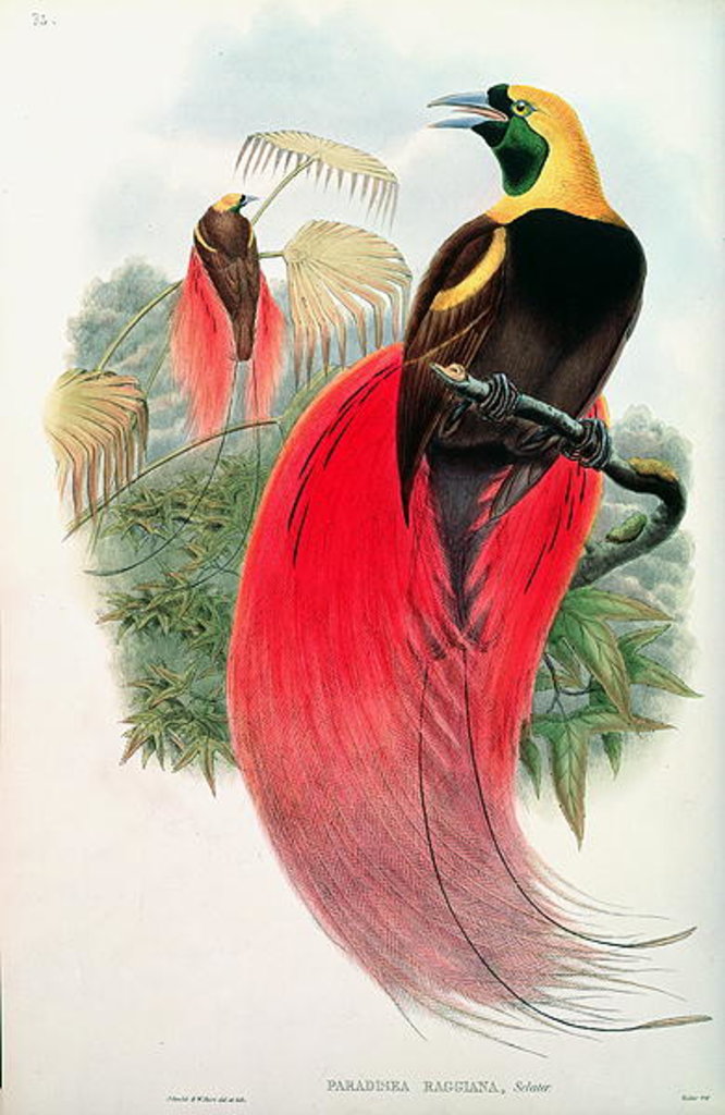 Detail of Bird of Paradise by John & Hart William Gould