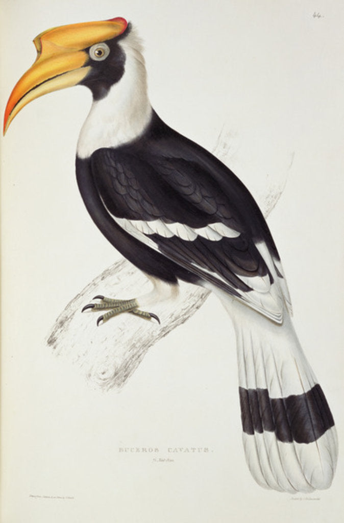 Detail of Buceros Cavatus by Elizabeth Gould