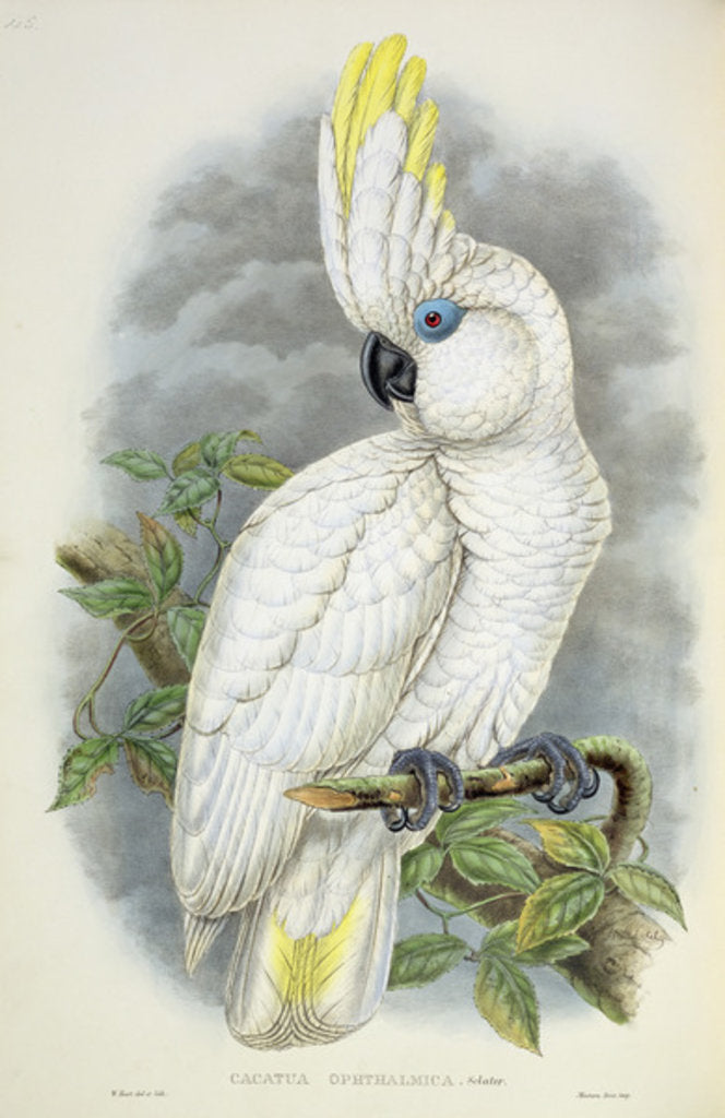 Detail of Blue-Eyed Cockatoo by William Hart
