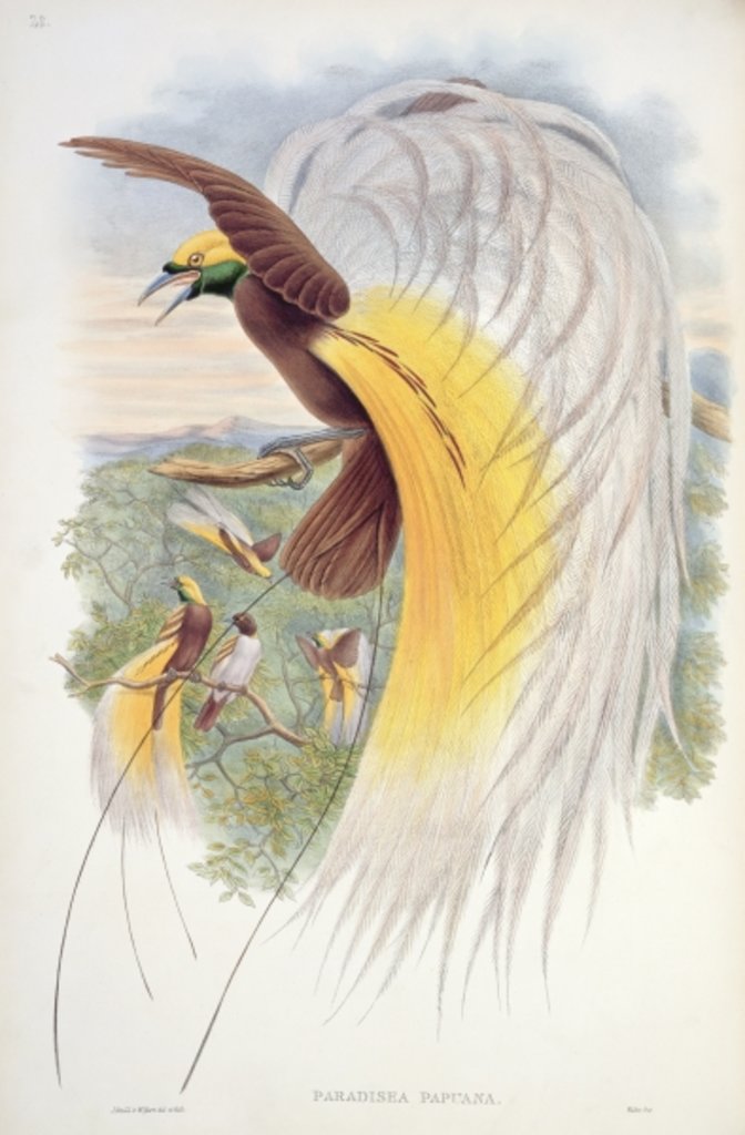Detail of Bird of Paradise by John & Hart William (1823-1894) (after) Gould