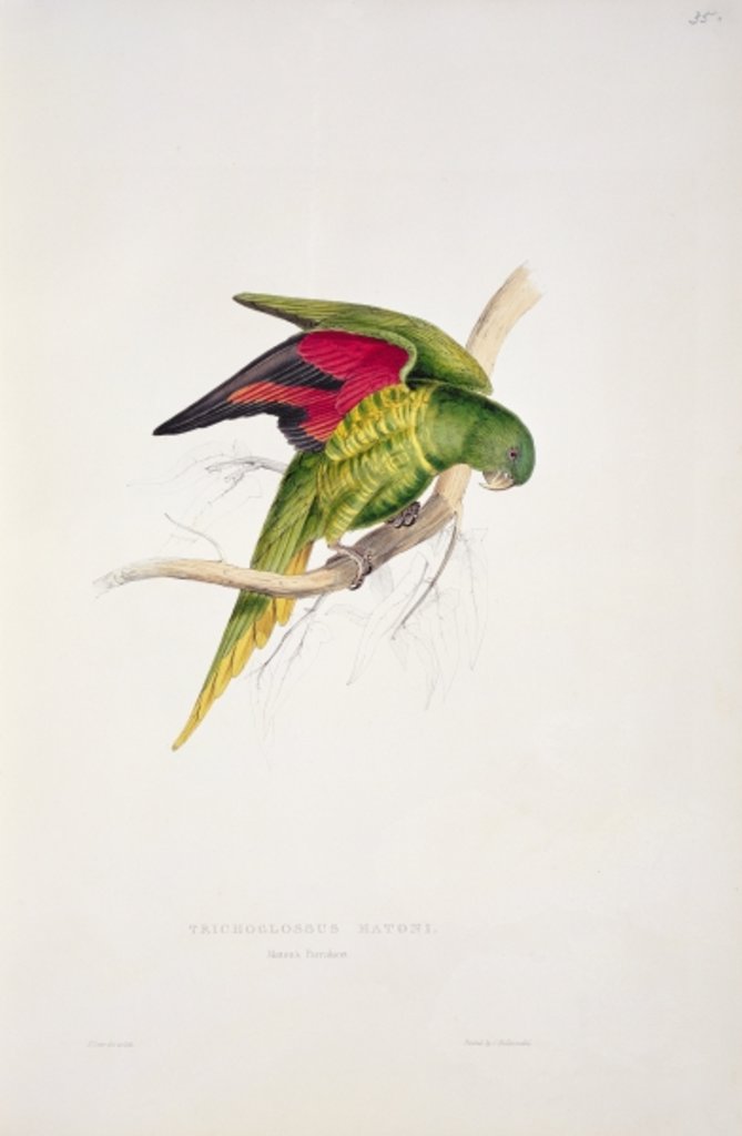 Detail of Maton's Parakeet by Edward Lear