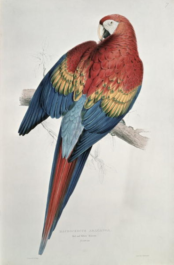 Detail of Red and Yellow Macaw by Edward Lear