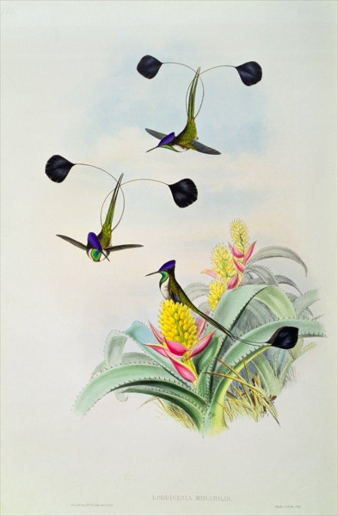 Detail of Hummingbird by John & Richter Henry Constantine Gould