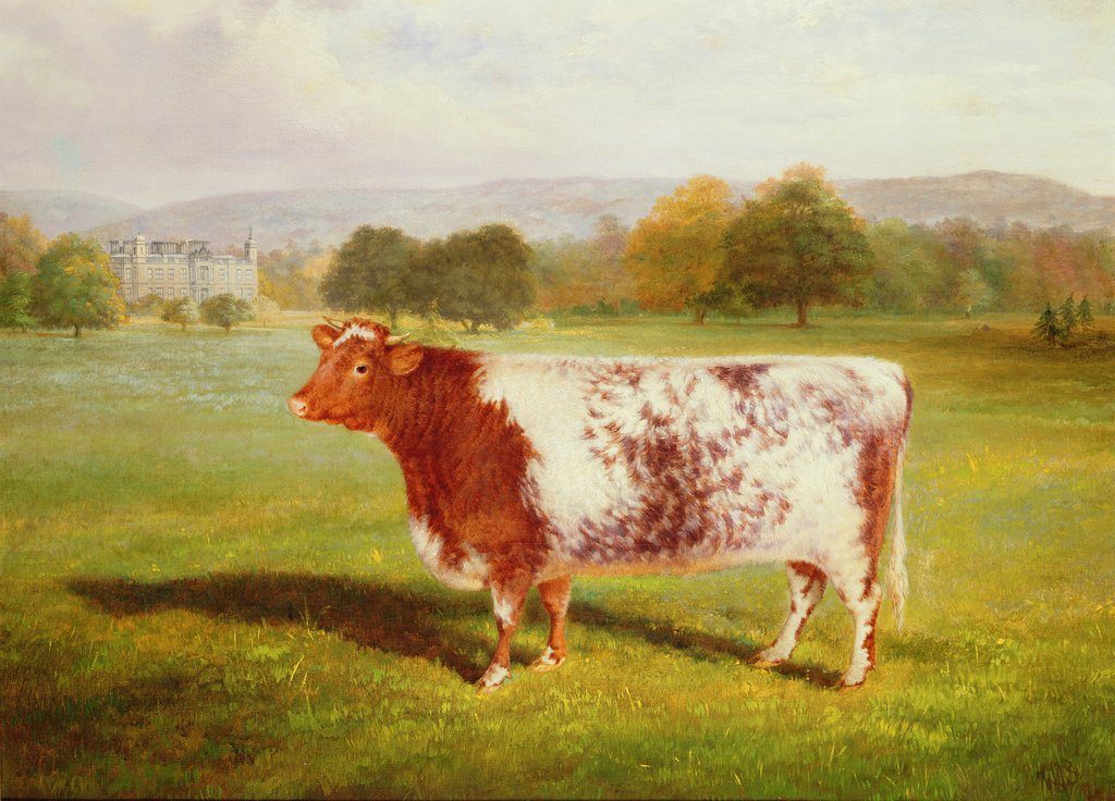 Detail of Portrait of a Shorthorn, 19th century by William Joseph Shayer
