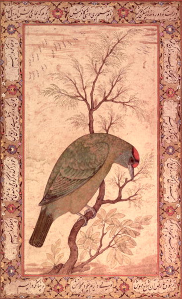 Detail of A Barbet Jahangir Period, Mughal, 1615 by Mansur