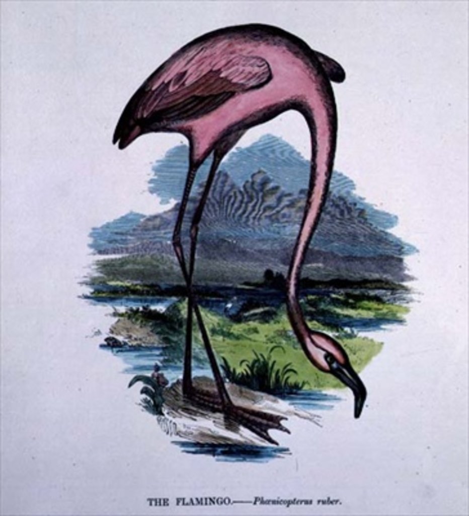 Detail of Flamingo by English School