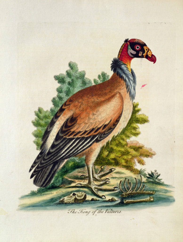 Detail of The King of the Vultures by English School