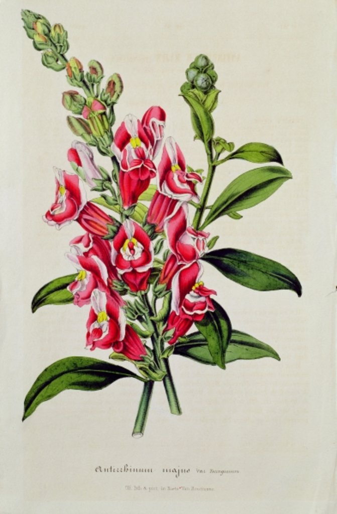 Detail of Snapdragon: Antirrhinum magus, in 'Horto Van Houtteano', c.1860 by Anonymous