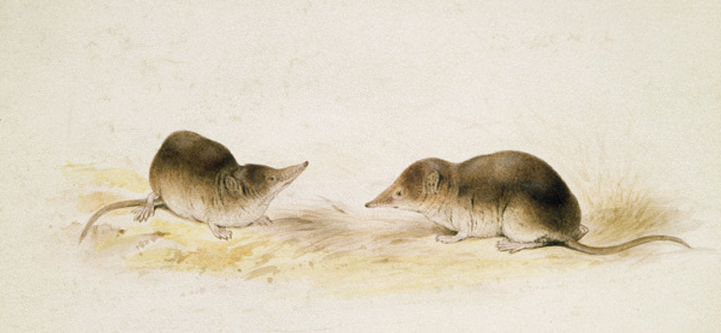 Detail of Shrews by Edward Lear