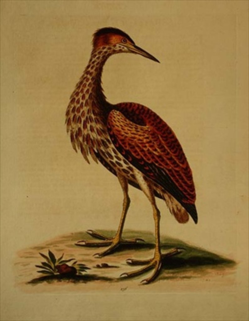Detail of Bittern from Hudson's Bay, 1748 by George Edwards