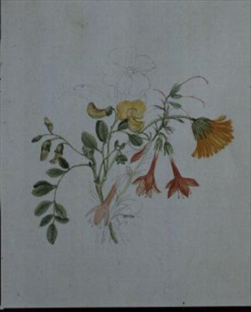 Detail of Broom and Marigolds by Caroline Louisa Meredith