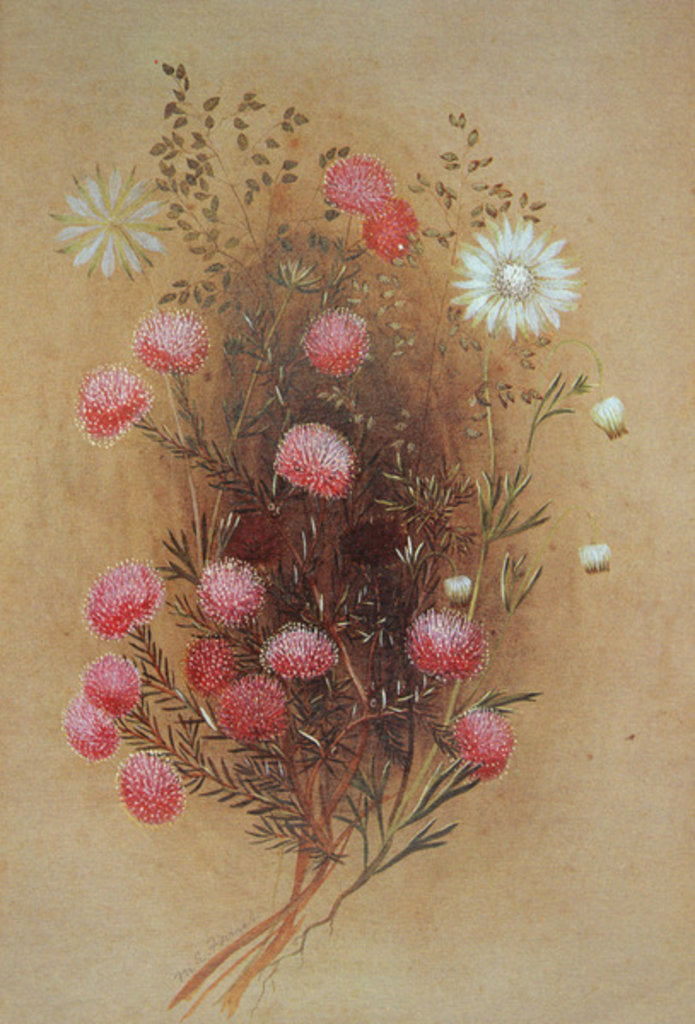 Detail of Melaleuca or Flannelflower, 19th century by Lady Margaret Forest