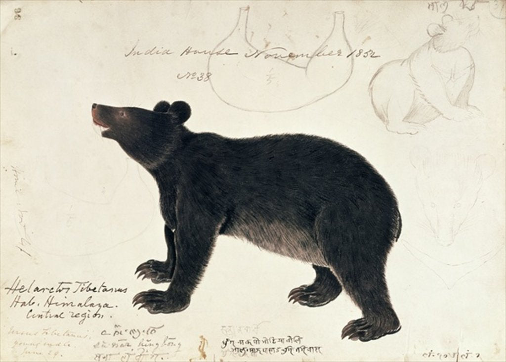 Detail of Drawing of an Asiatic Black Bear, 'Ursus Tibetanus' by Anonymous