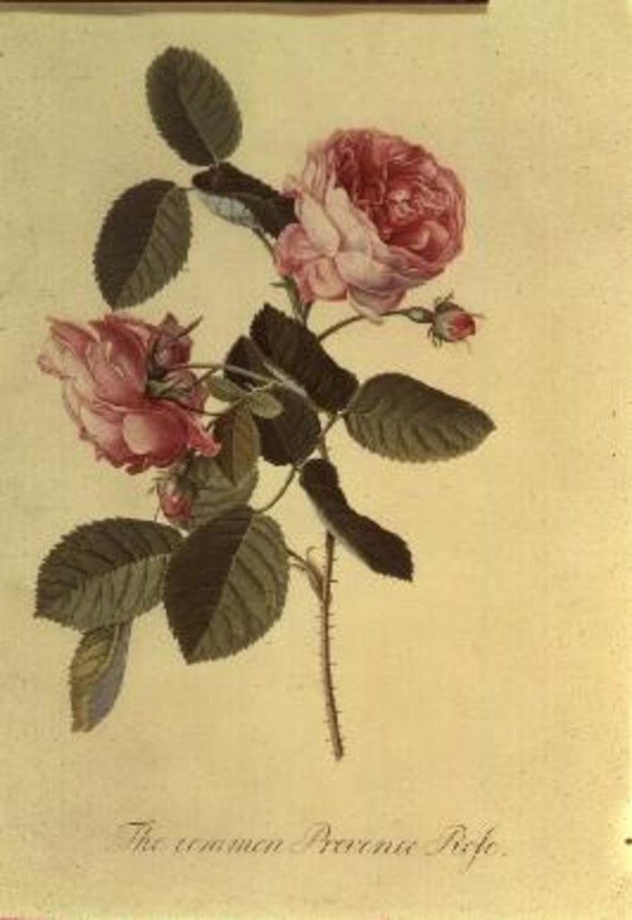 Detail of The Common Provence Rose by Georg Dionysius Ehret