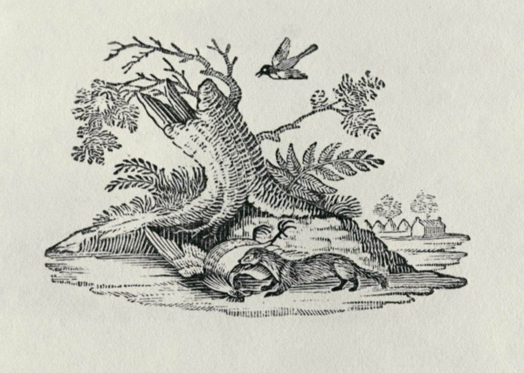 Detail of A Civet with a Cockerel from 'History of Quadrupeds', 1790 by Thomas Bewick