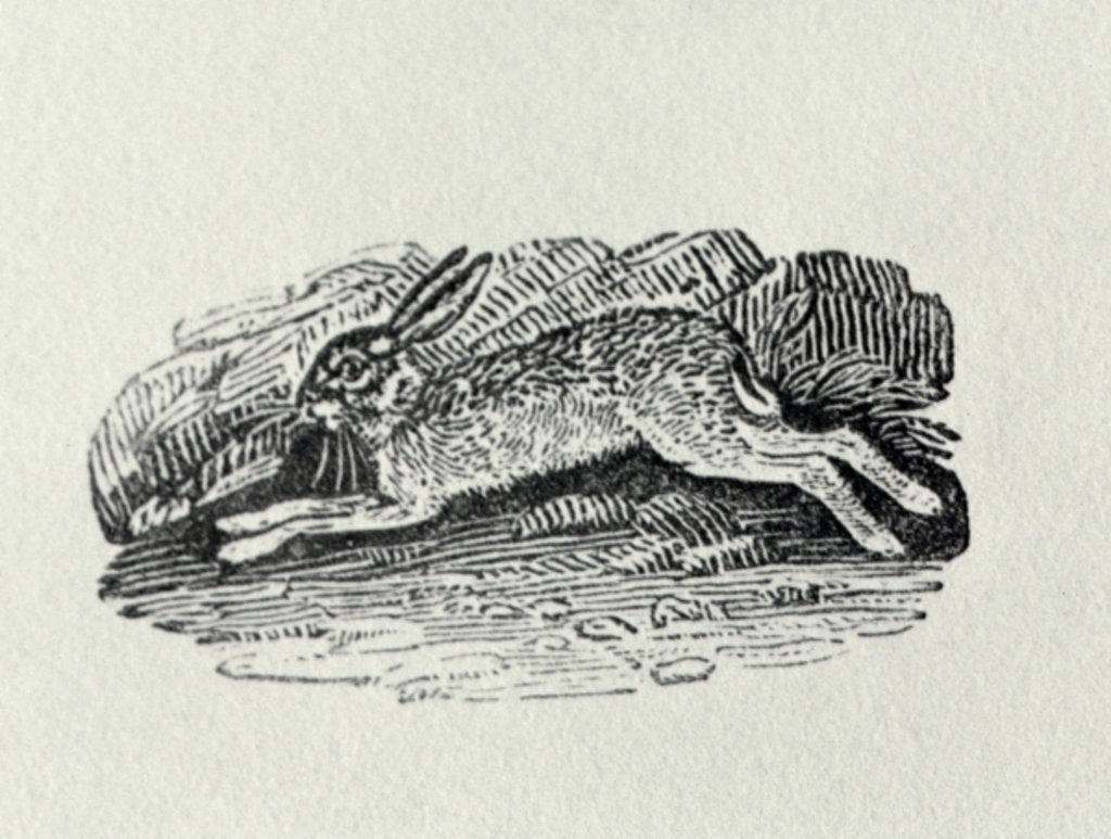 Detail of The Hare from 'History of British Birds and Quadrupeds' by Thomas Bewick