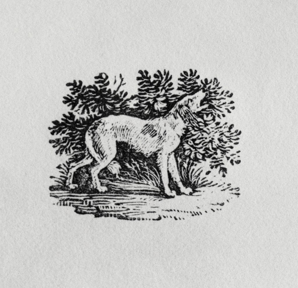 Detail of A Hound from 'History of Quadrupeds', 19th century by Thomas Bewick