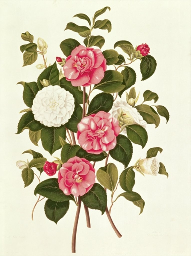 Detail of Camellia from 'A Monograph on the Genus of the Camellia' by English School