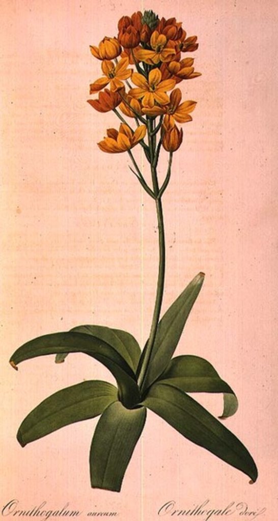 Detail of Ornithogalum Aureum by Pierre Joseph Redouté