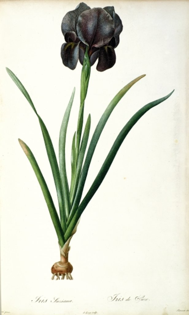 Detail of Iris Luxiana by Pierre Joseph Redouté