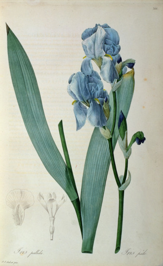 Detail of Iris Pallida by Pierre Joseph Redouté