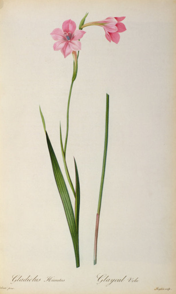Detail of Gladiolus Hirsulus by Pierre Joseph Redouté