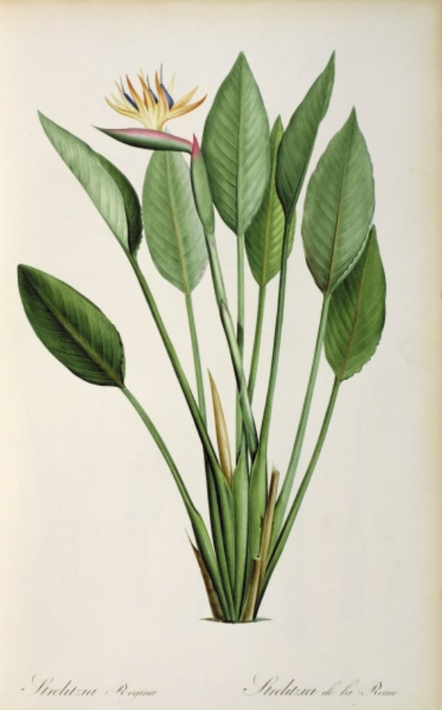Detail of Strelitzia Reginae by Pierre Joseph Redouté