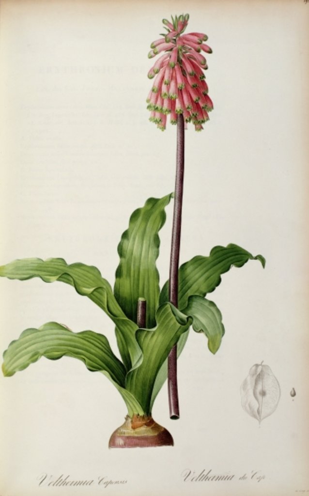 Detail of Veltheimia Capensis by Pierre Joseph Redouté