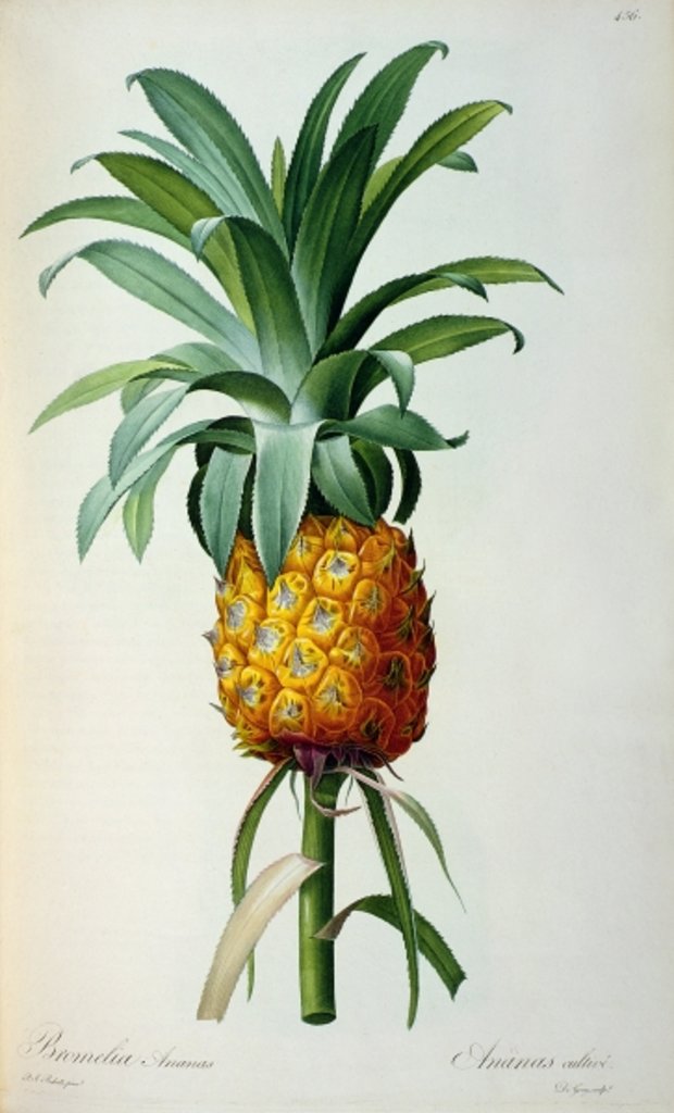 Detail of Bromelia Ananas by Pierre Joseph Redouté