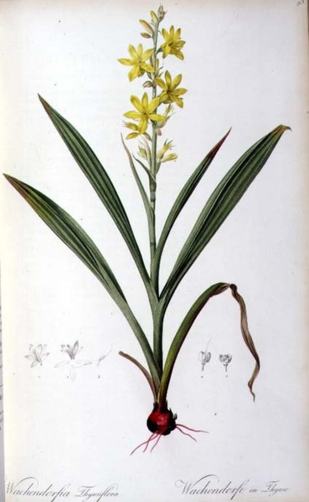 Detail of Wachendorfia Thyrsiflora by Pierre Joseph Redouté