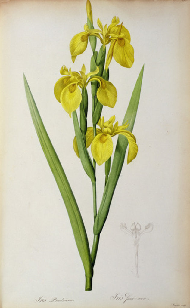 Detail of Iris Pseudacorus by Pierre Joseph Redouté