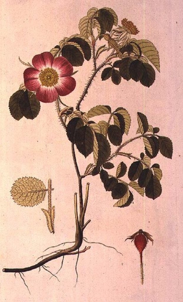 Detail of Rosa Pumila by Pierre Joseph Redouté