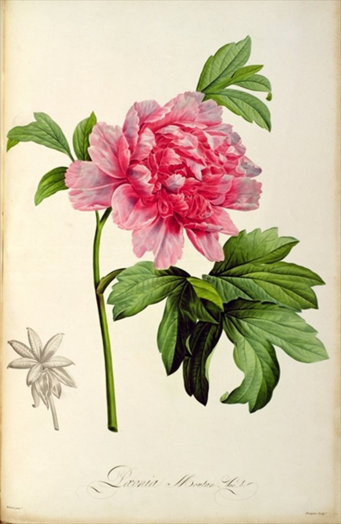 Detail of Paeonia Moutan, c.1799 by Pierre Joseph Redouté
