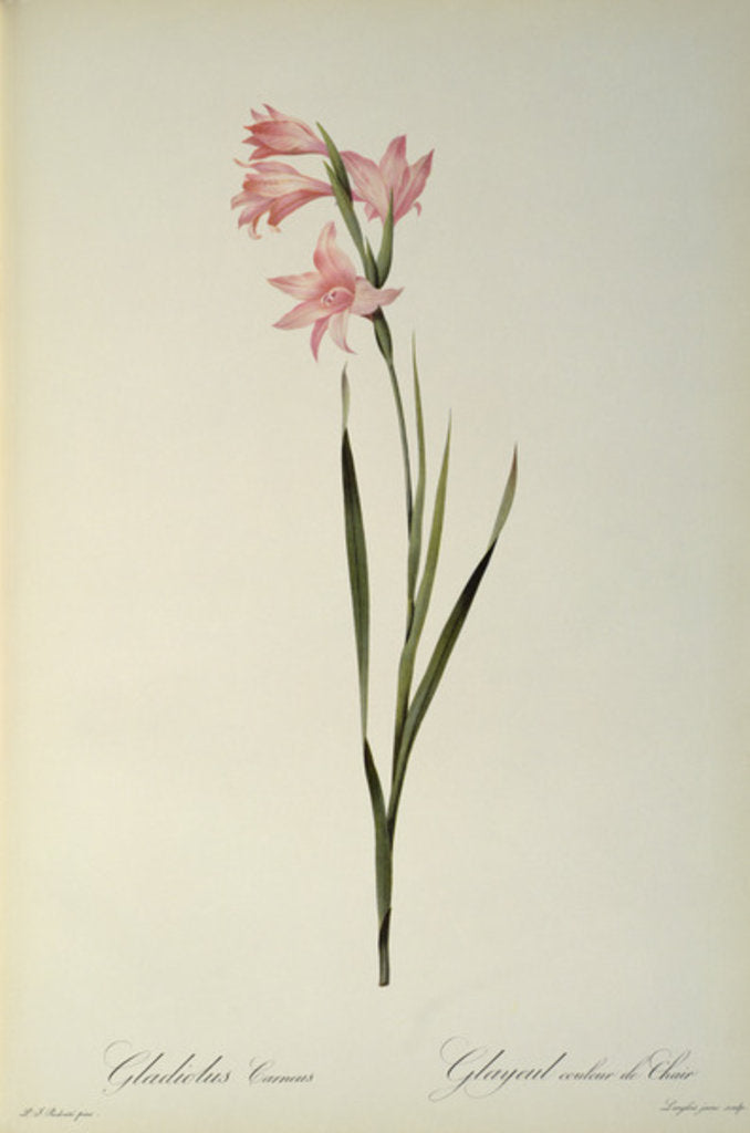 Detail of Gladiolus Carneus by Pierre Joseph Redouté