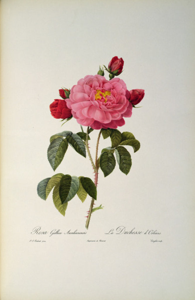 Detail of Rosa Gallica Aurelianensis or the Duchess of Orleans from, 'Les Roses', 1821 by Pierre Joseph Redouté
