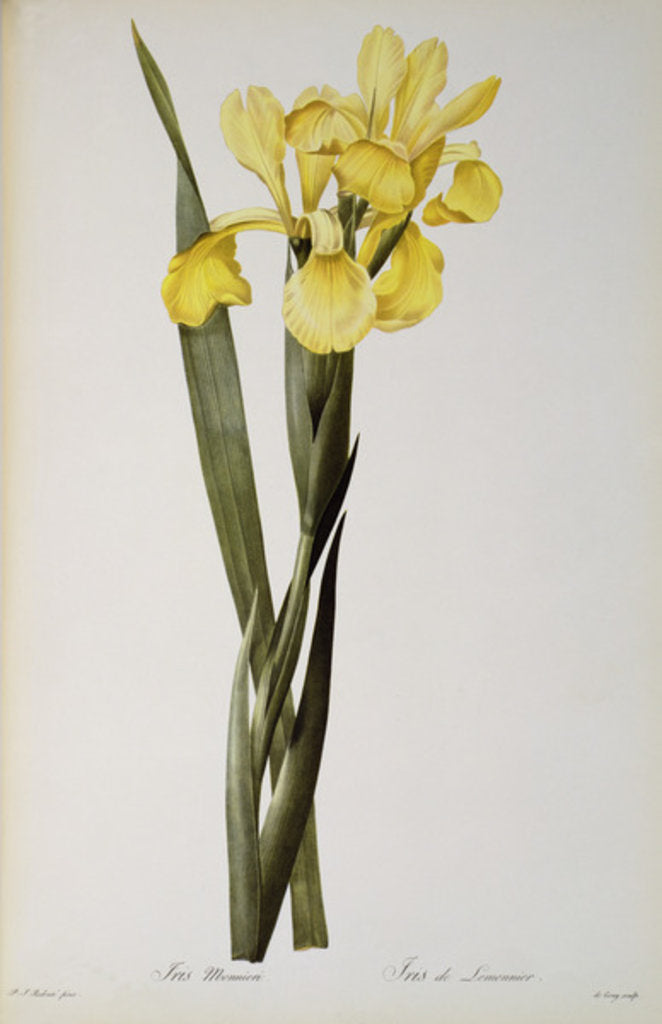 Detail of Iris Monnieri by Pierre Joseph Redouté