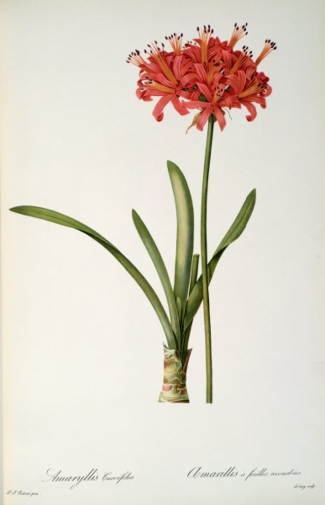 Detail of Amaryllis Curvifolia, 1809 by Pierre Joseph Redouté