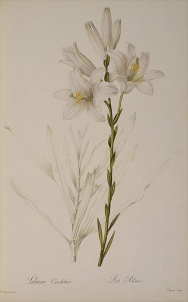 Detail of Lilium Candidum by Pierre Joseph Redouté