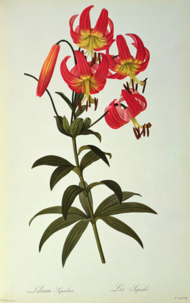 Detail of Lilium Superbum by Pierre Joseph Redouté