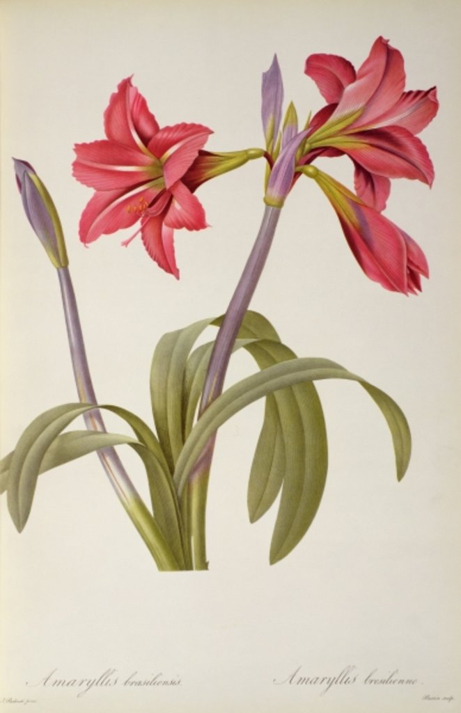 Detail of Amaryllis Brasiliensis by Pierre Joseph Redouté