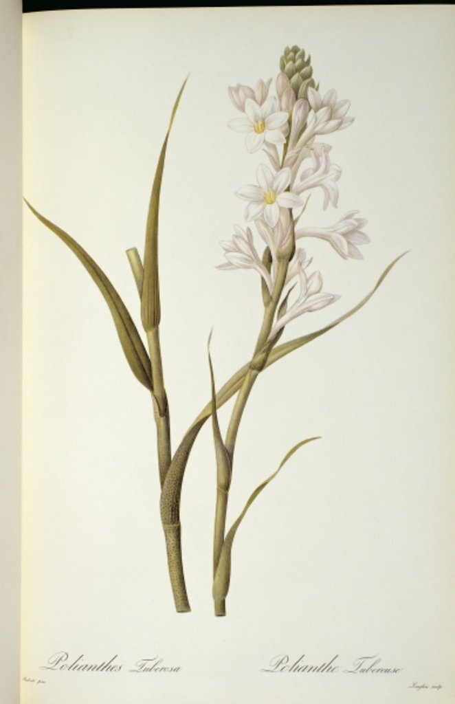 Detail of Polianthes Tuberosa by Pierre Joseph Redouté