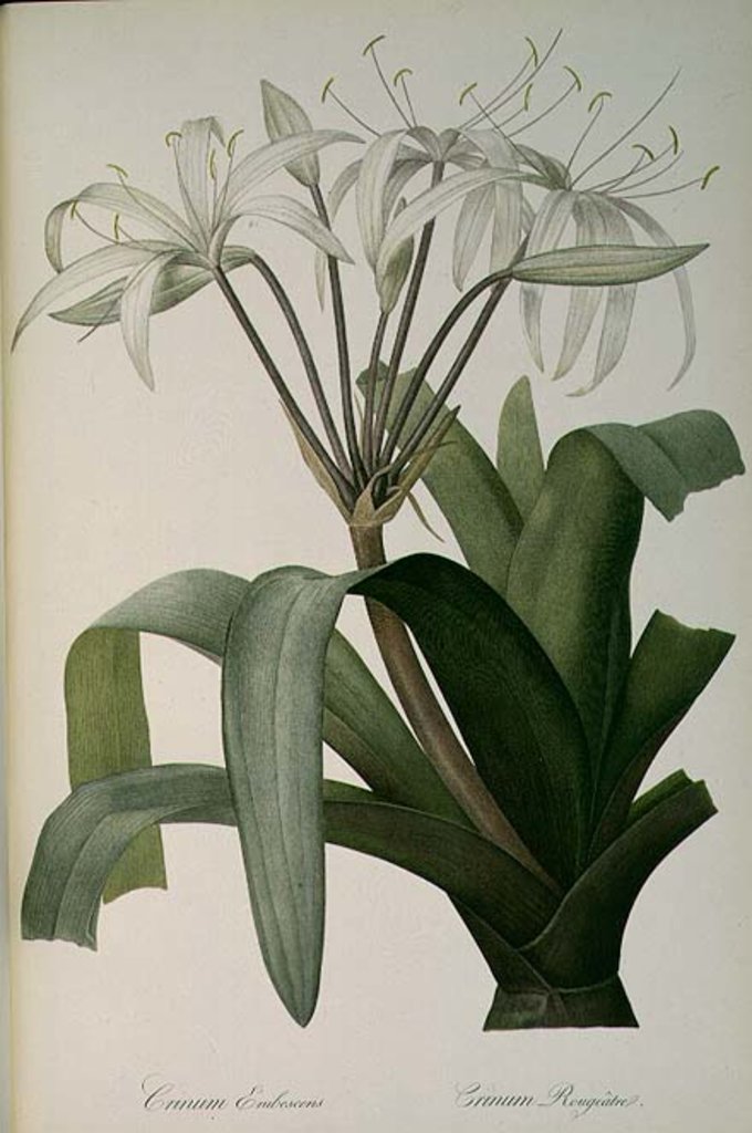 Detail of Crinum Erubescens or Crinum Rougeatre by Pierre Joseph Redouté