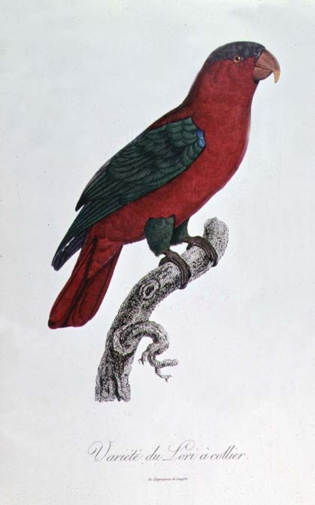 Detail of Parrot: Lory or Collared by Jacques Barraband