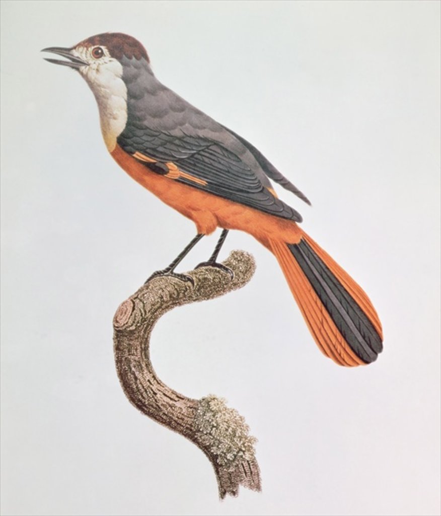 Detail of Orange Jay by Jacques Barraband