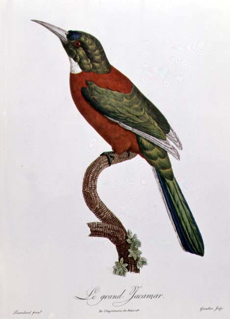 Detail of Great Jacamar by Jacques (after) Barraband