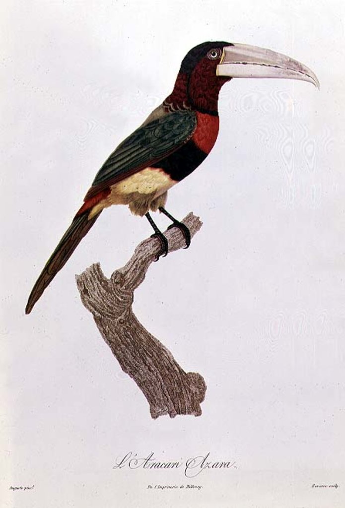 Detail of Azara Aracari by Jacques Barraband