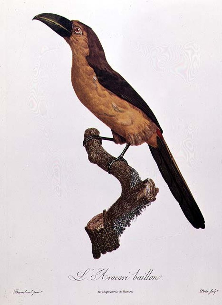 Detail of Baillon's Aracari by Jacques (after) Barraband