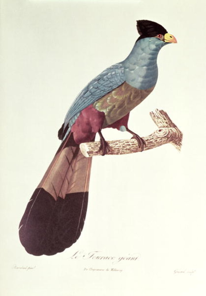 Detail of Great Touraco by Jacques Barraband