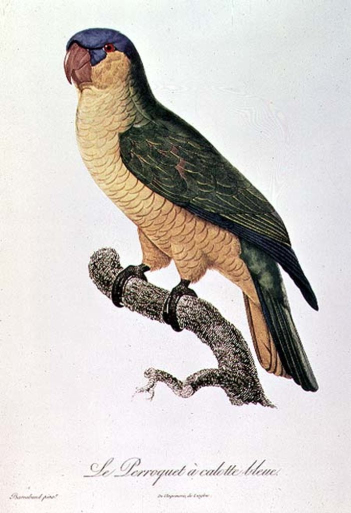 Detail of Blue-Capped Parrot by Jacques Barraband by Jacques Barraband